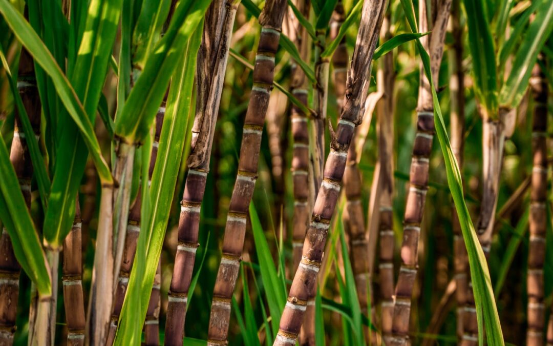 Green Materials for the footwear industry